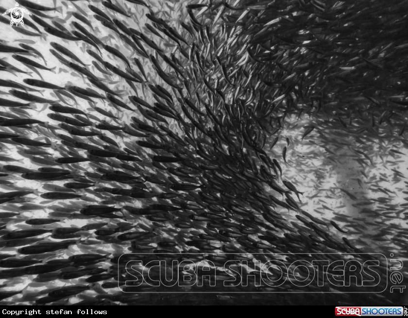 A Indian Anchovy