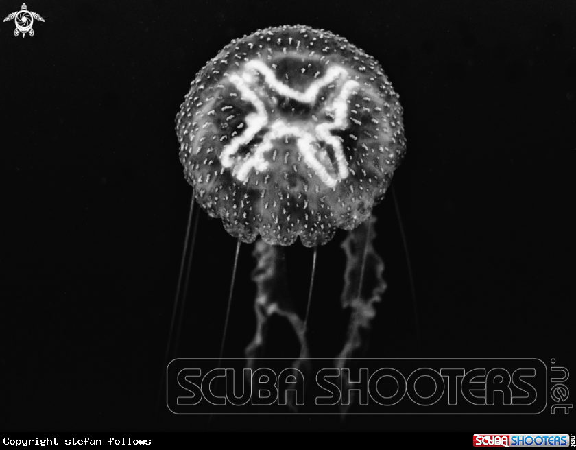 A Moon Jellyfish