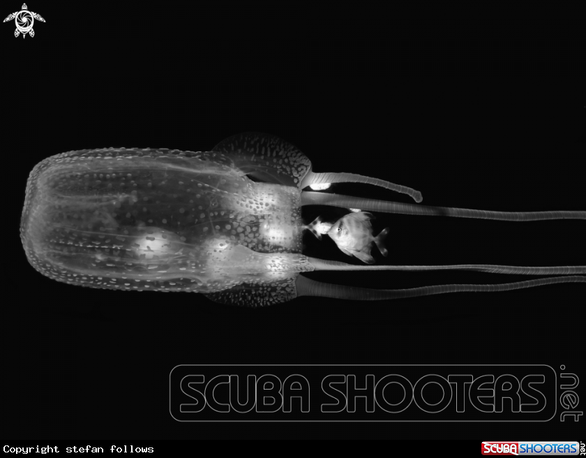 A Box Jellyfish