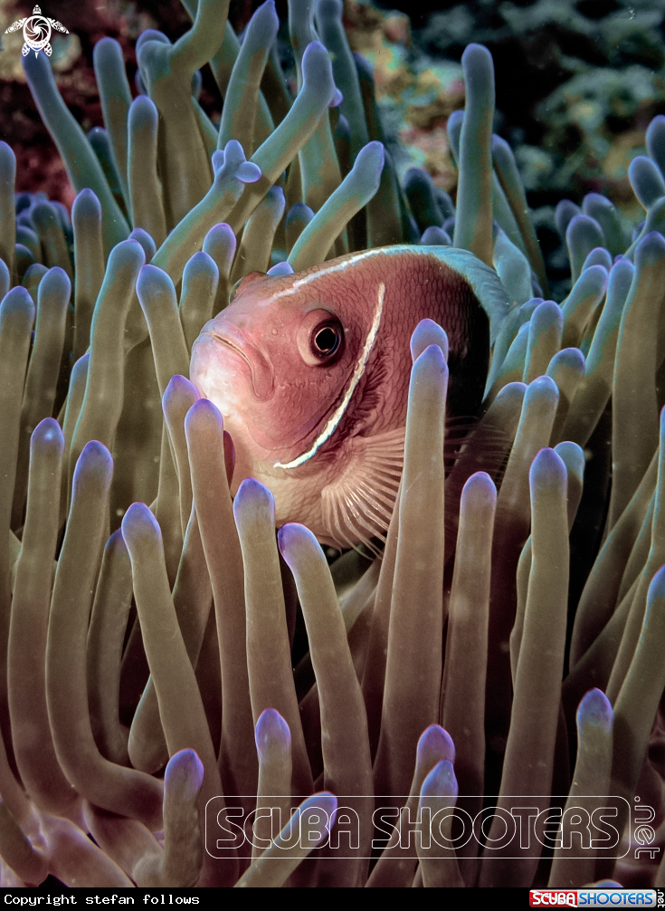A Pink Anemonefish