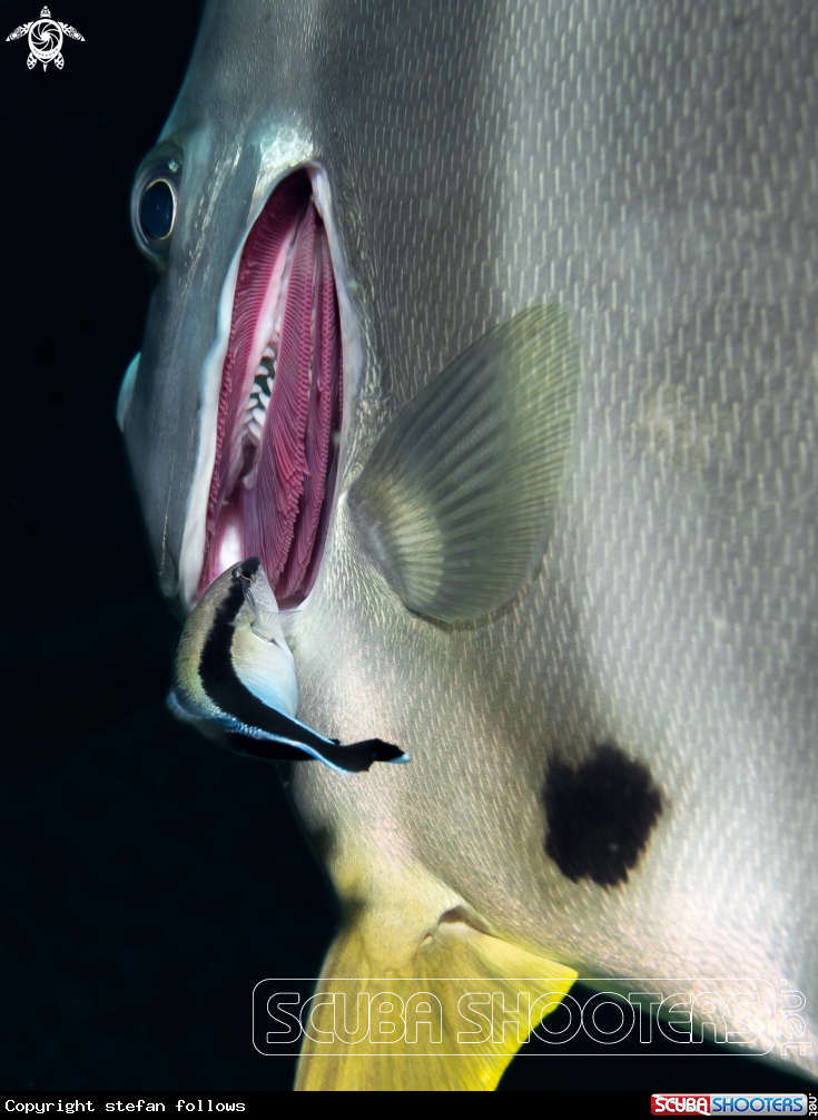 A Ceaner Wrasse
