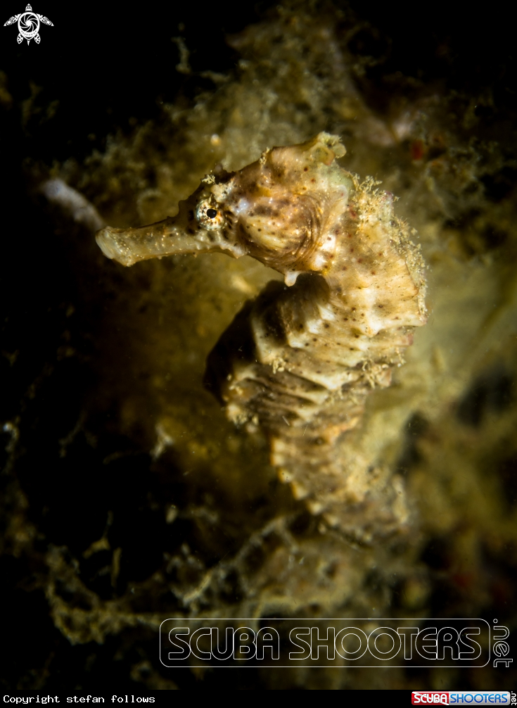 A Common Seahorse