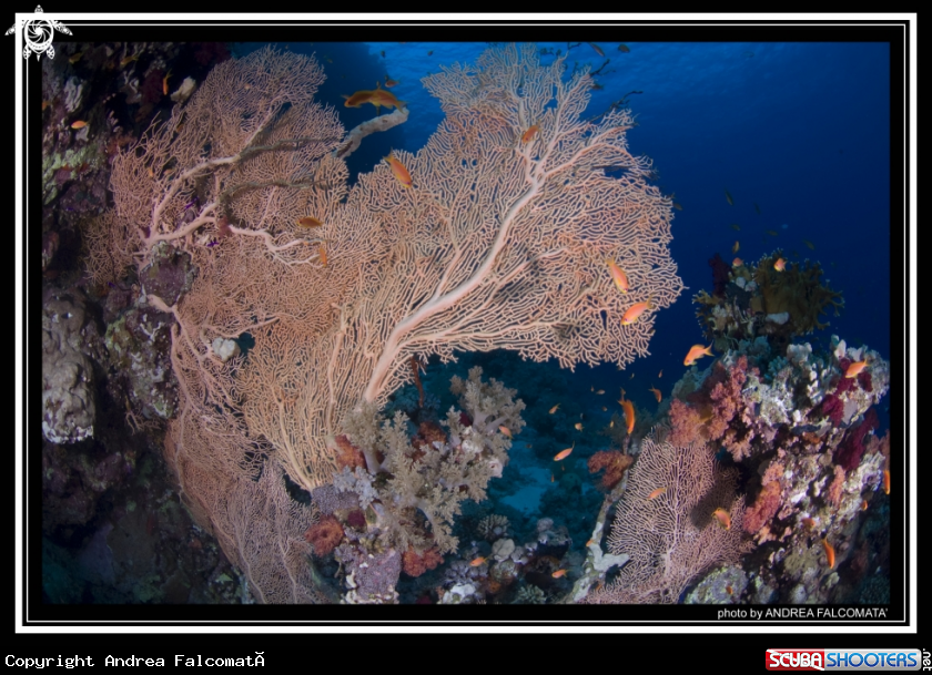 A Reef