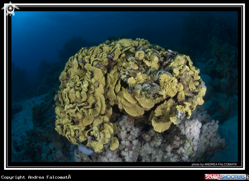 A Reef & Fish