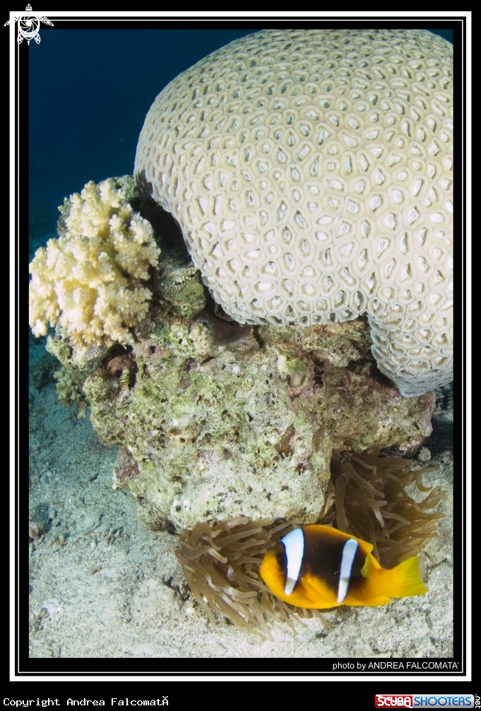 A anemone & clownfish
