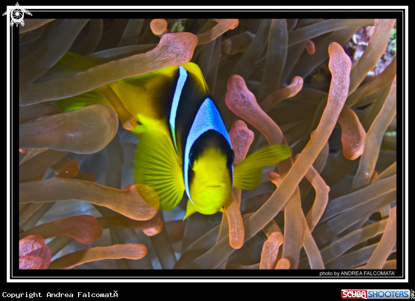A Anemone & clownfish