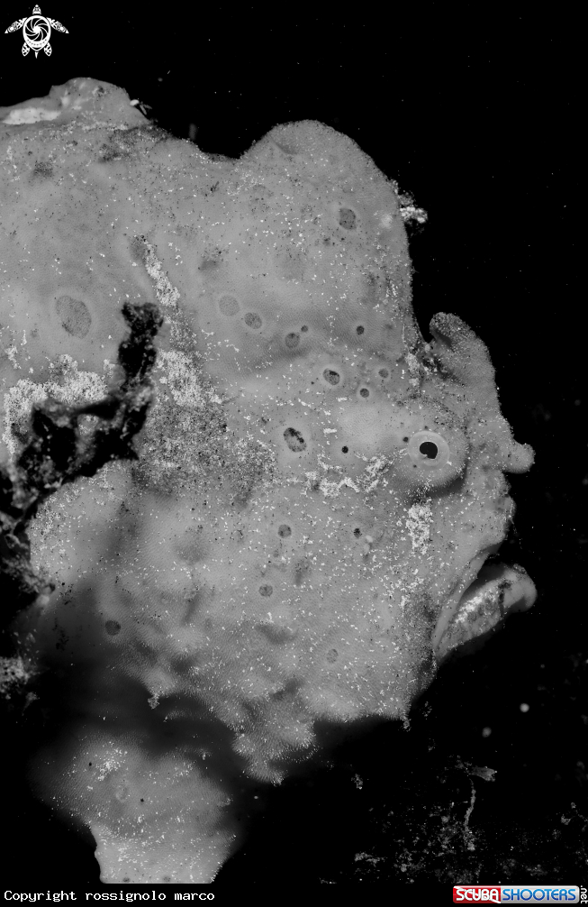 A Frogfish