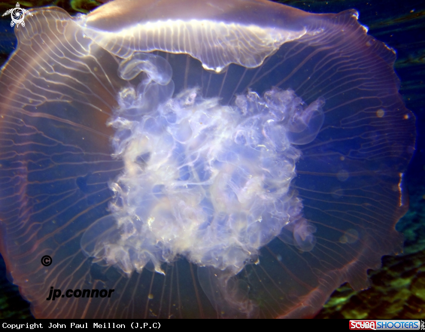 A Méduse Bleu
