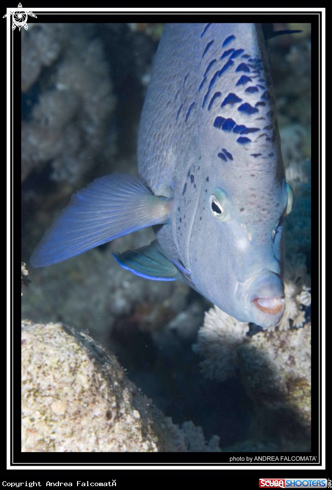 A Angel fish