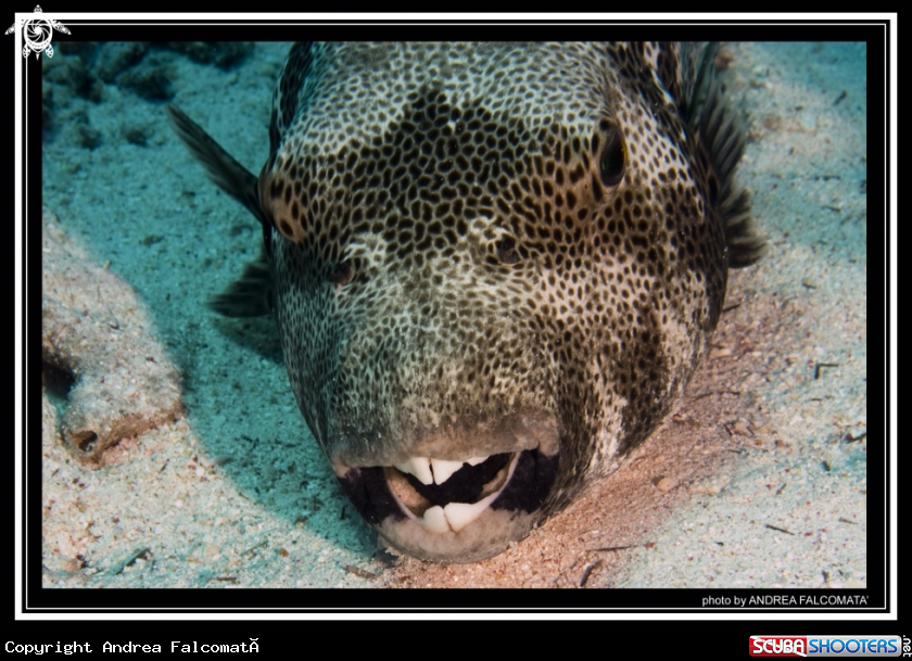 A Ball fish
