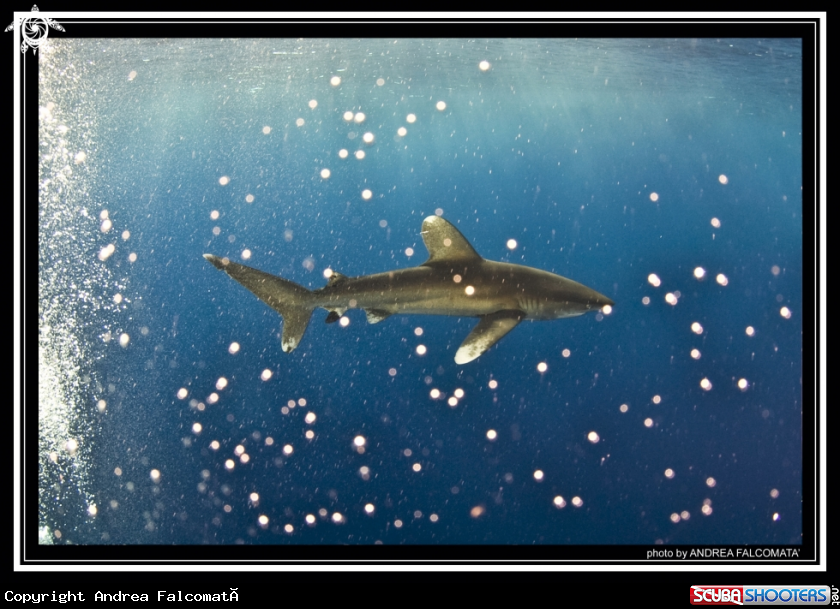 A Longimanus shark