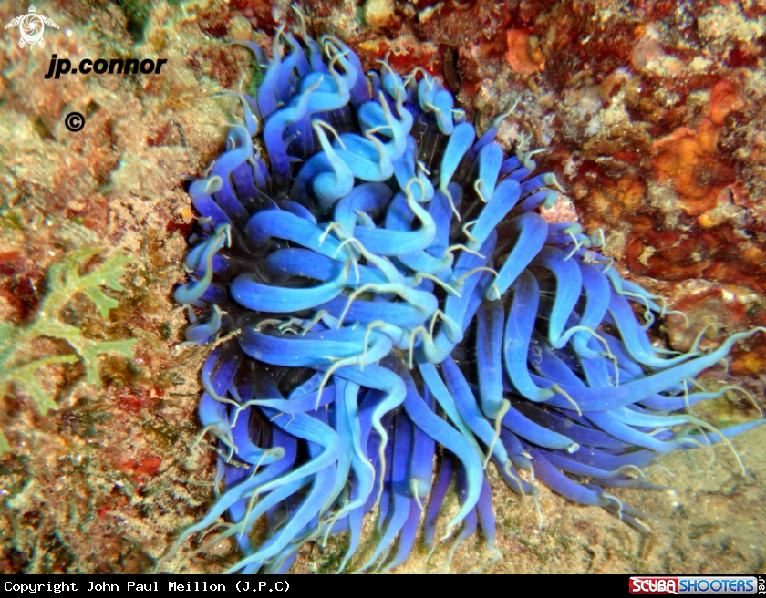 A anémone bleu