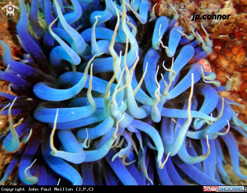 A anémone bleu