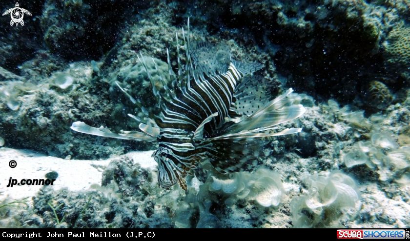 A Lionfish
