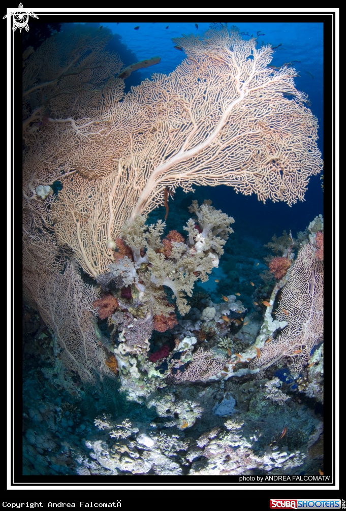 A Gorgonia
