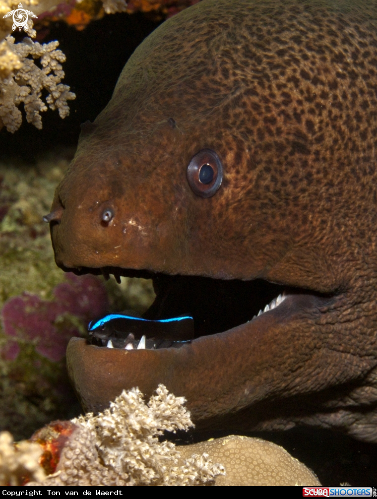 A underwater creature