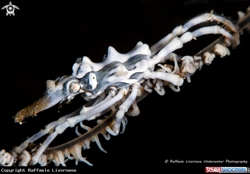 A Xeno crab