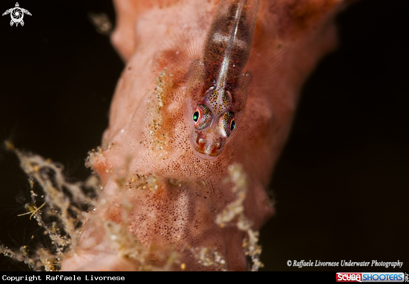 A sponge goby