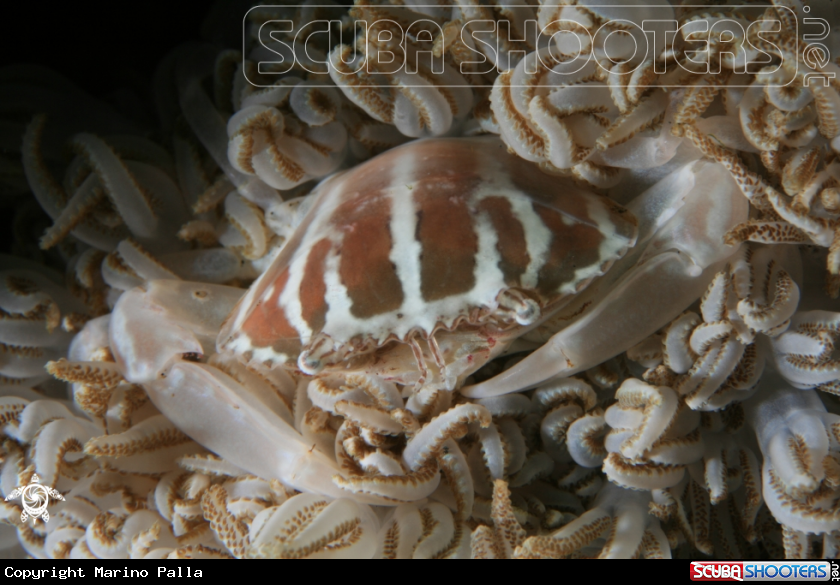 A Xenia Crab