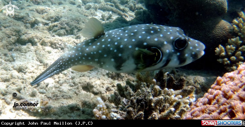 A poisson ballon
