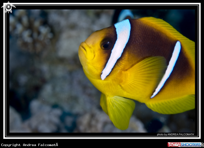 A Clownfish