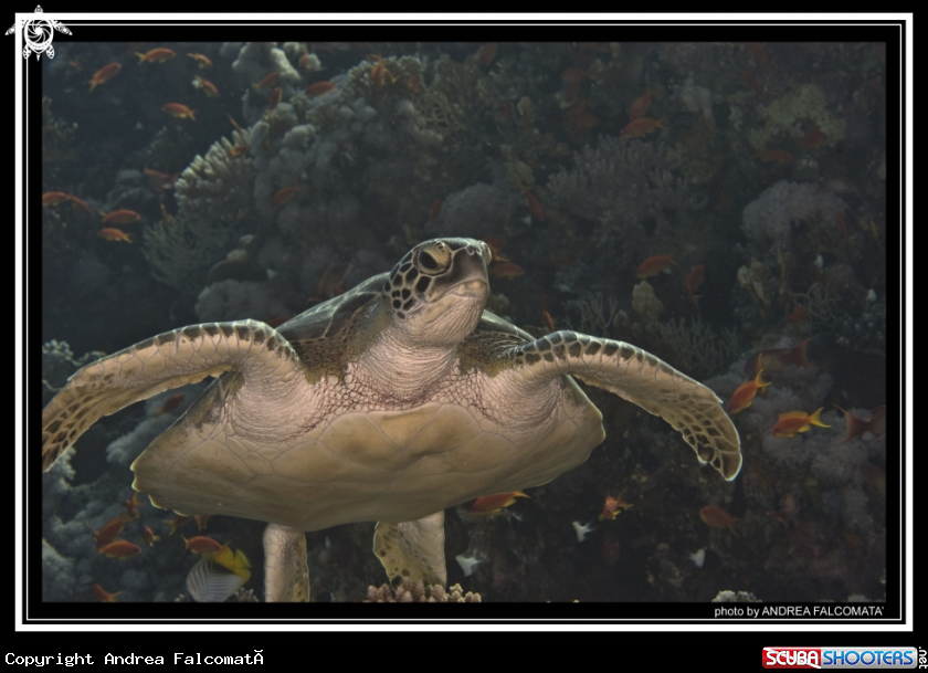 A Turtle