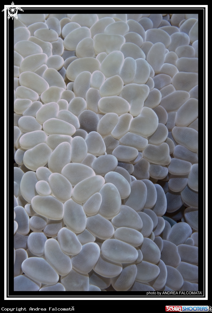 A bubblecoral