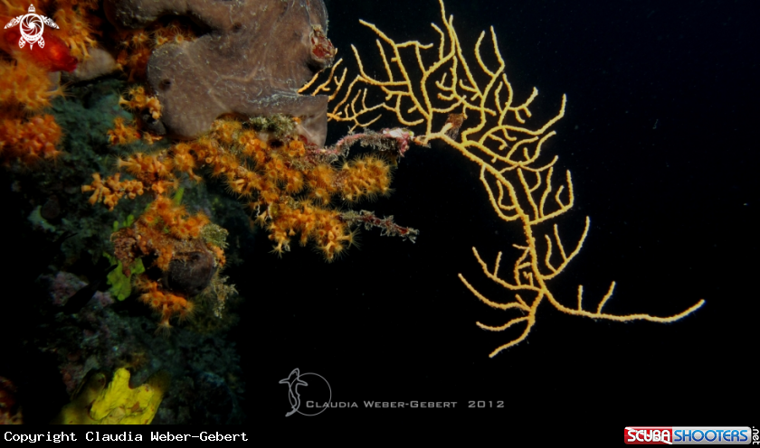 A yellow gorgonia