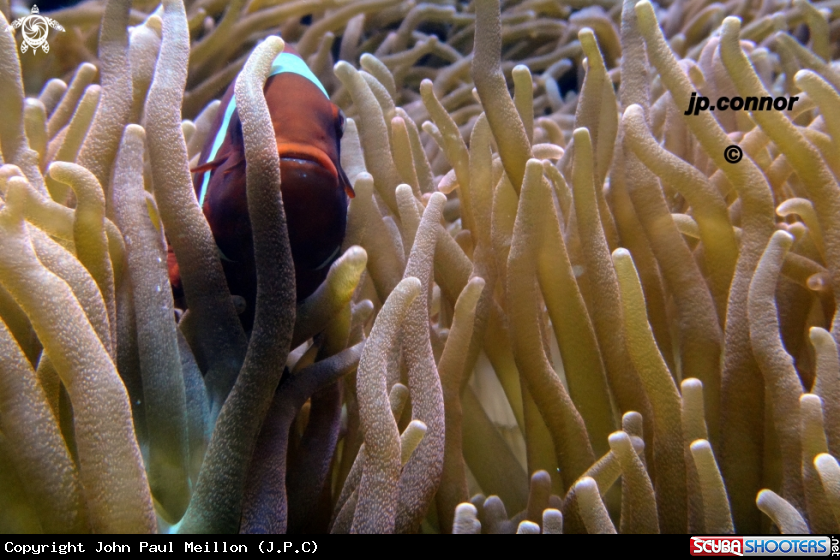 A poissons clowns