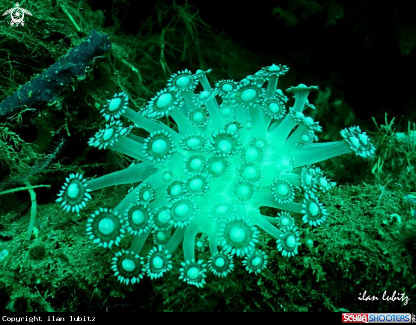 A Sea Anemone