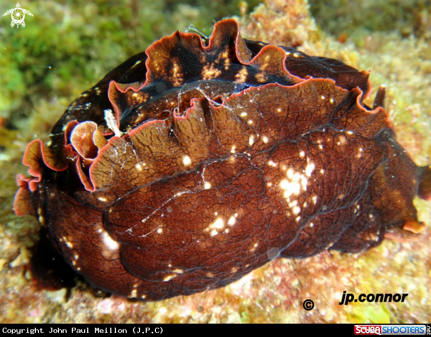 A Lièvre de Mer