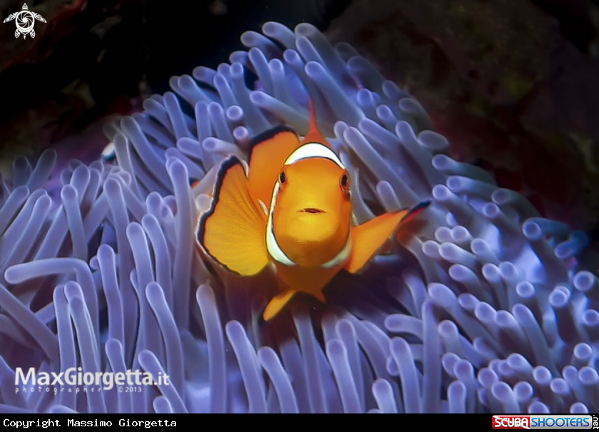 A Clown fish
