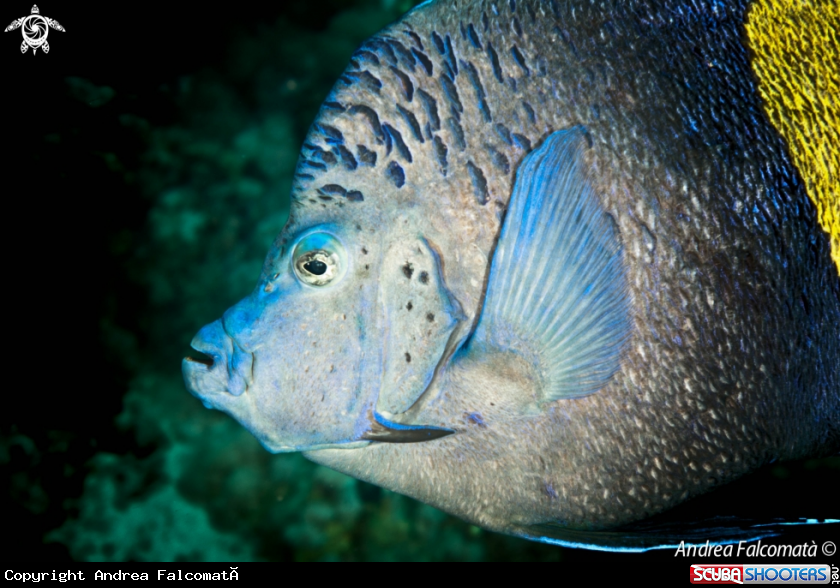 A Pesce Angelo