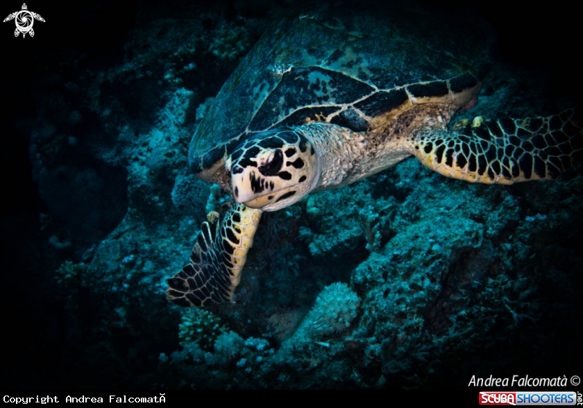 A Turtle
