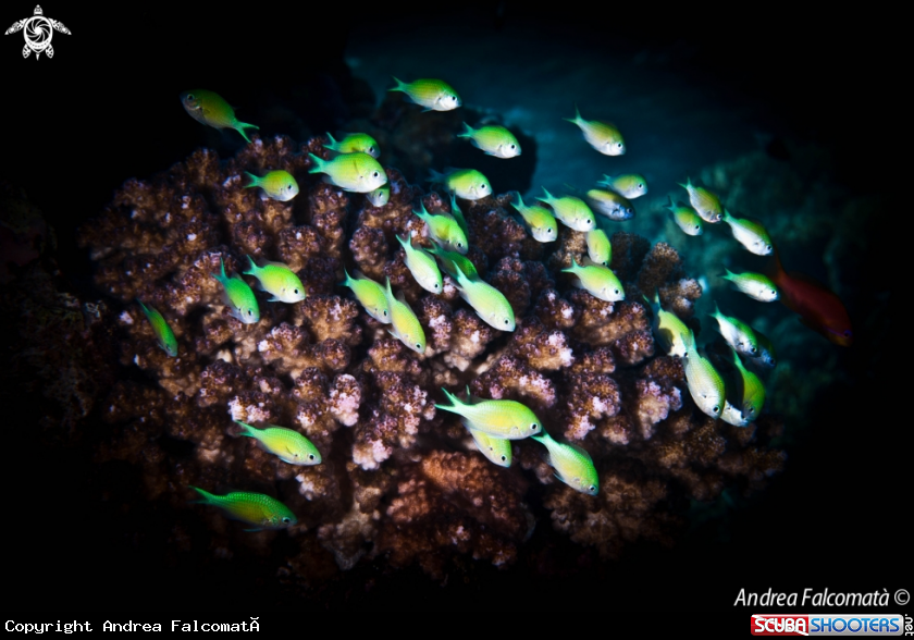A Fish & Coral