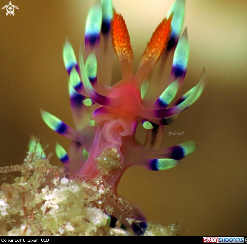 A Flabelina Exoptata