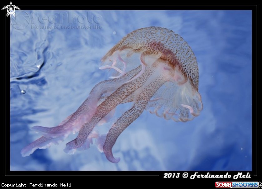 A Jellyfish