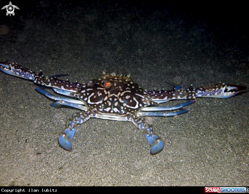 A crab