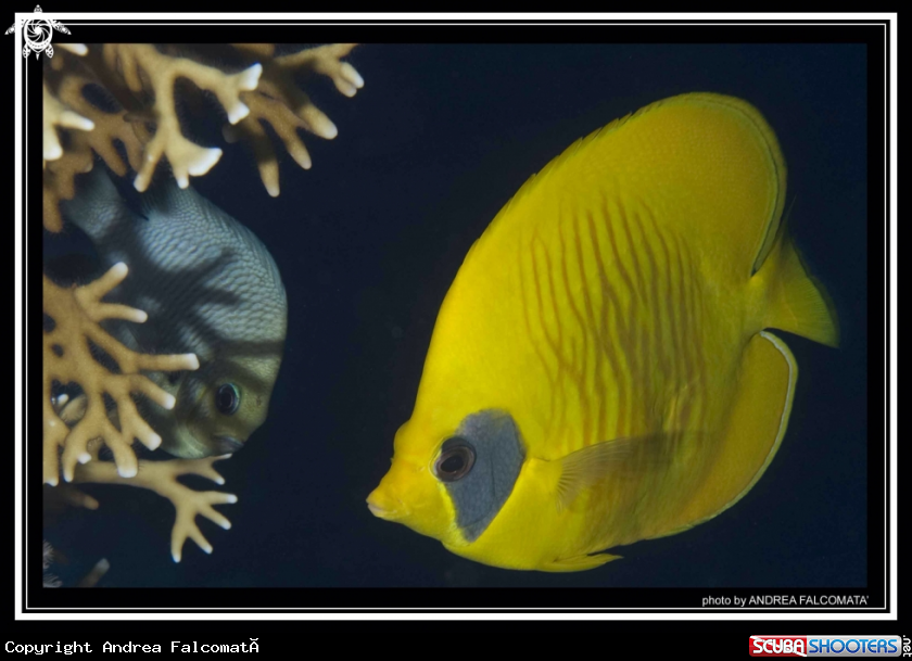 A Fish