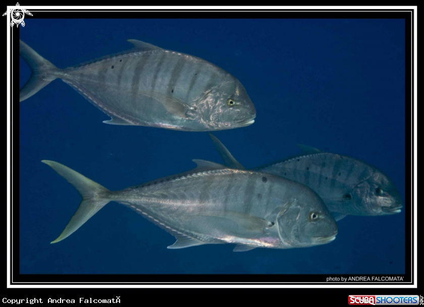 A Fish