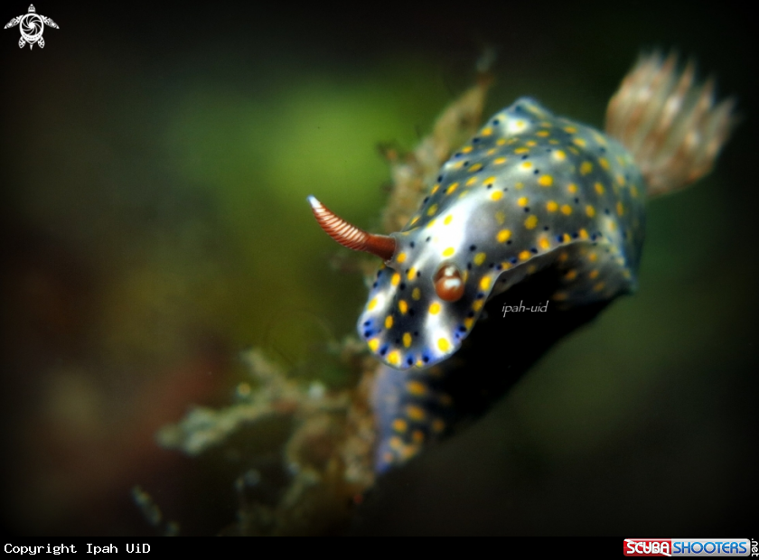 A  Hypselodoris 