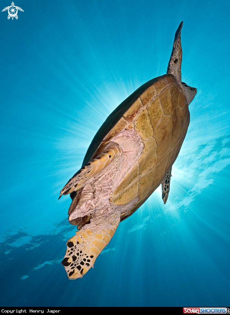 A Hawksbill Turtle