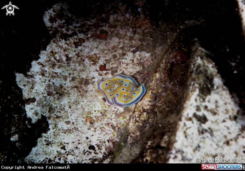 A Nudibranco