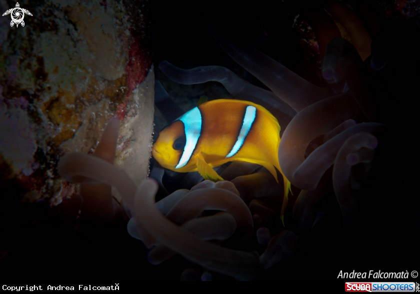 A clown fish