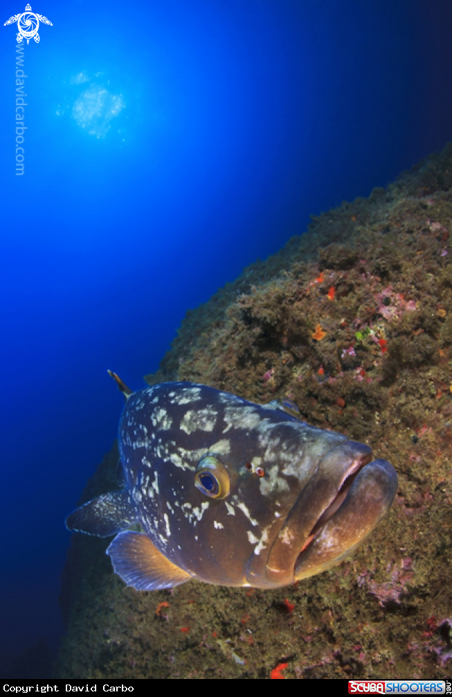 A Grouper