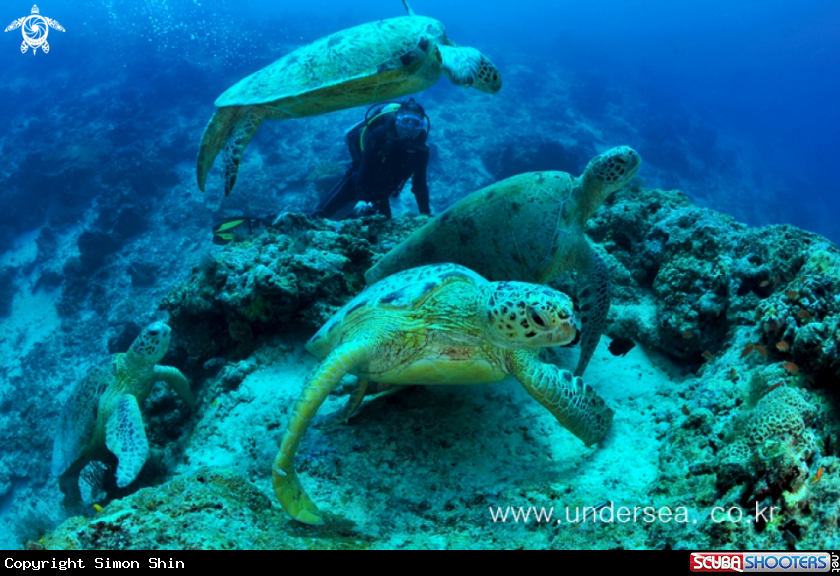 A turtle