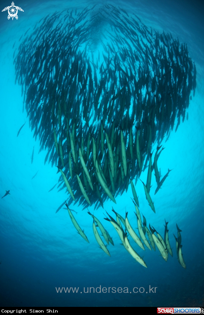 A barracuda
