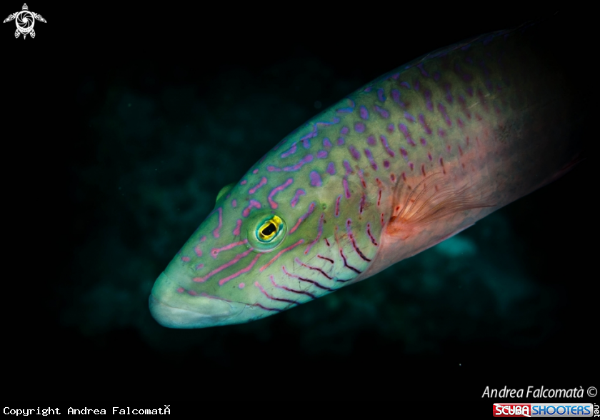 A Fish