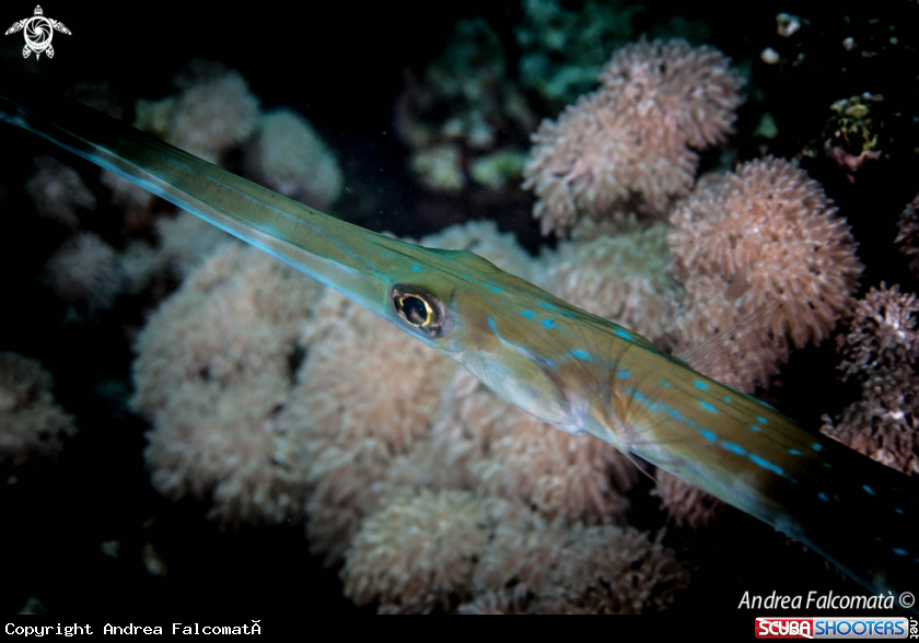 A Pesce Trombetta