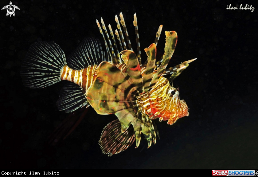 A Llion fish